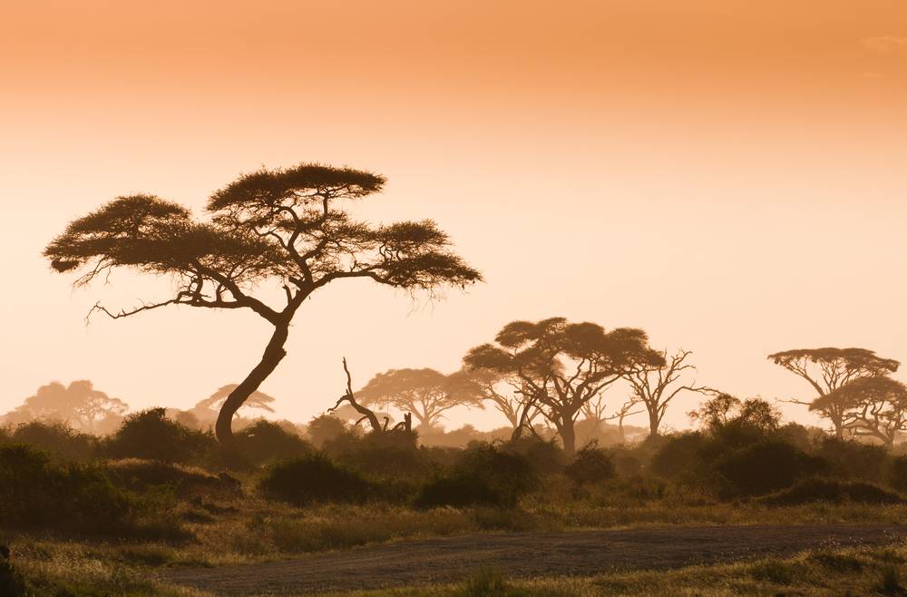 Кофе из Непала