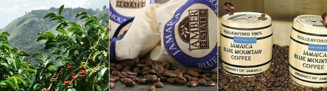 Характеристика сорта кофе Ямайка Блю Маунтин (Jamaica Blue Mountain)
