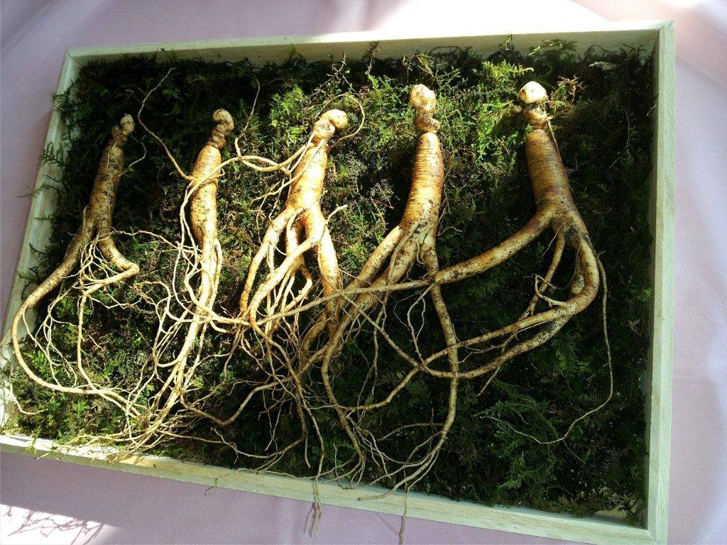 Кофе с женьшенем