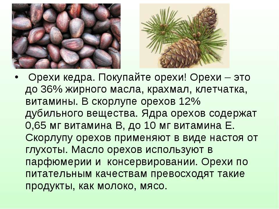 Кедровые орехи - польза и вред для организма, лечебные свойства масла, настойки или ядер