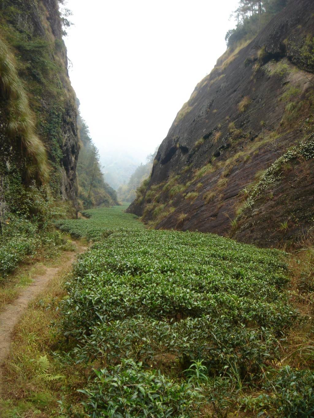 Улун Шуй Цзинь Гуй, или Водяная Золотая Черепаха