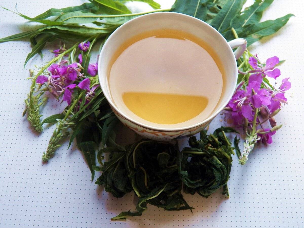 Кипрей иван - чай: полезные лечебные свойства, правила применения, как заваривать