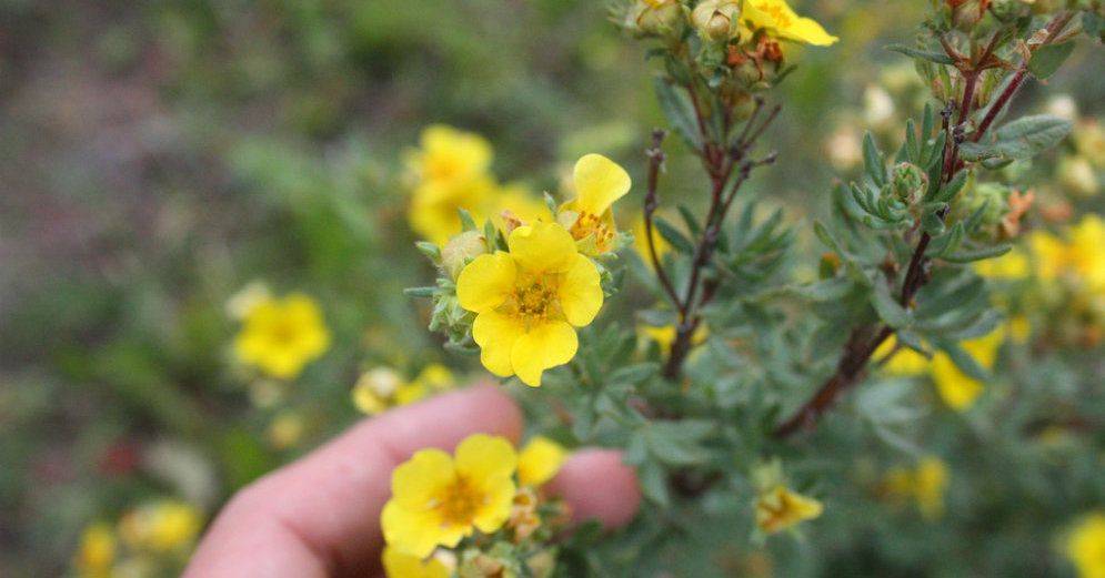 Курильский чай (лапчатка): лечебные свойства, особенности лекарственной травы