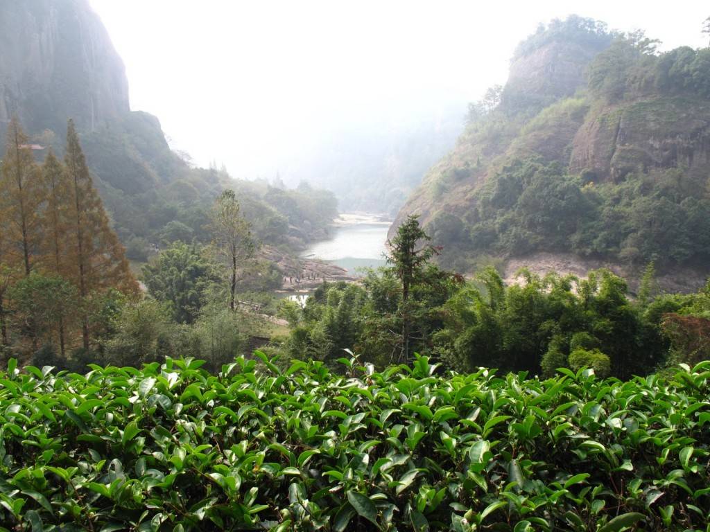 Улун Жоу Гуй – описание утесного чая из провинции Фуцзянь