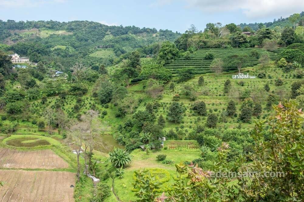 Тайский зеленый чай