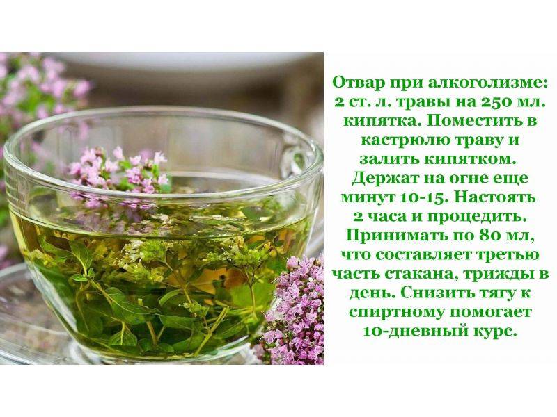 Иван чай - польза и вред для здоровья после 50 лет