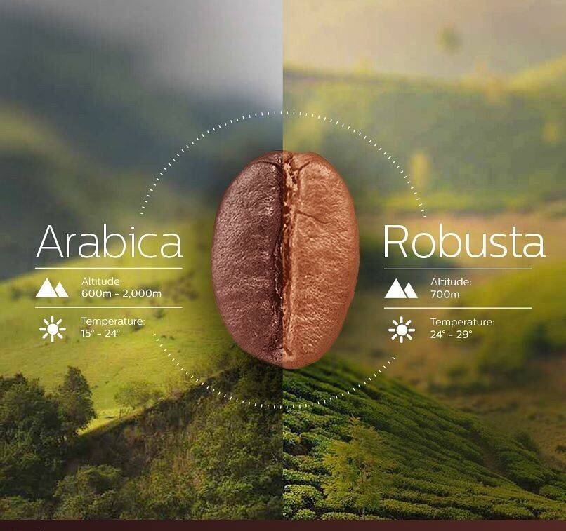 Чем отличаются арабика и робуста