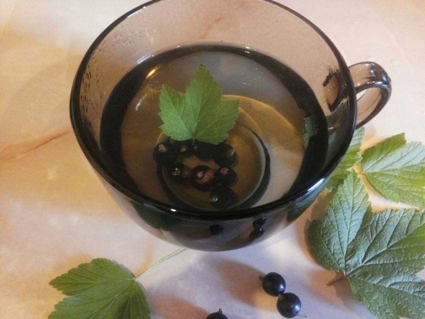 Лист смородины черной - польза и вред чая и компота, как заваривать