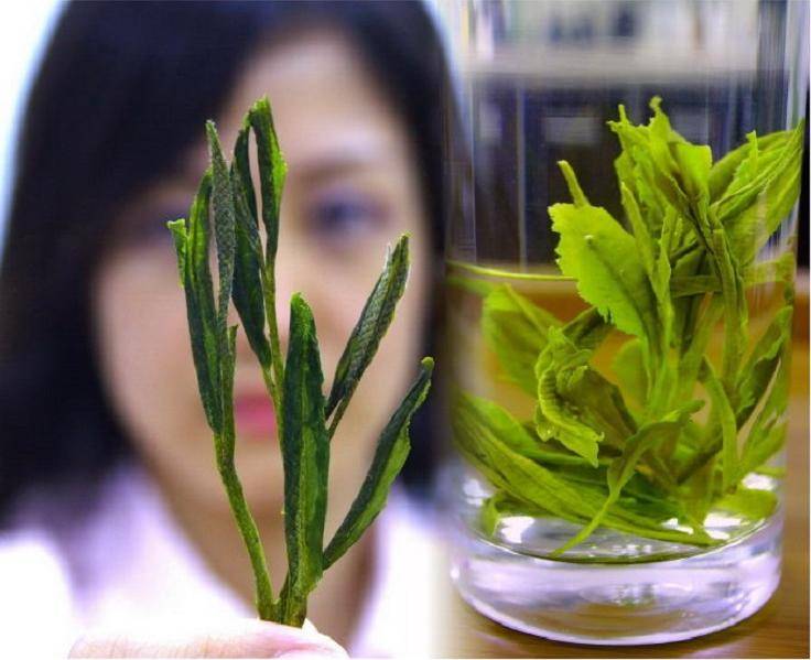 Свойства зеленого чая Тай Пин Хоу Куй и технология заваривания