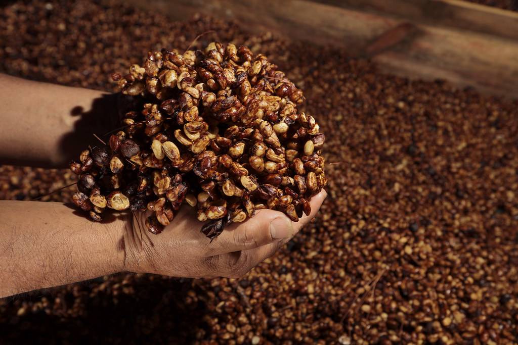 Znak coffee » как способы обработки кофе влияют на вкус