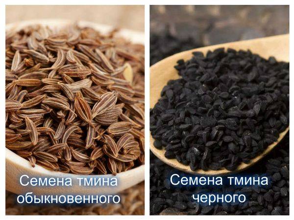 Черный тмин. польза и вред семян  масла черного тмина. как правильно употреблять черный тмин.
