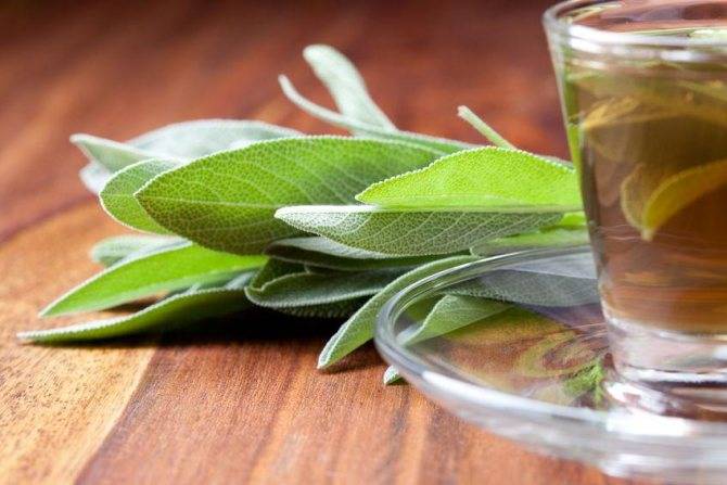 5 полезных свойств турецкого травяного ада чая из шалфея (+противопоказания)