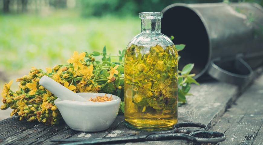 Чай из зверобоя: польза и вред для организма, показания к применению
