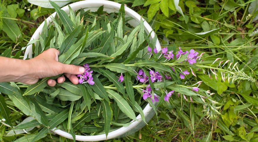 Как правильно заготовить иван-чай