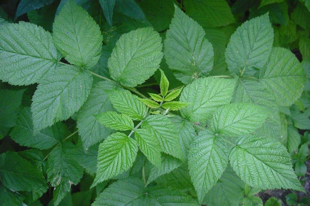 Чай из листа вишни (ферментированный): польза для организма