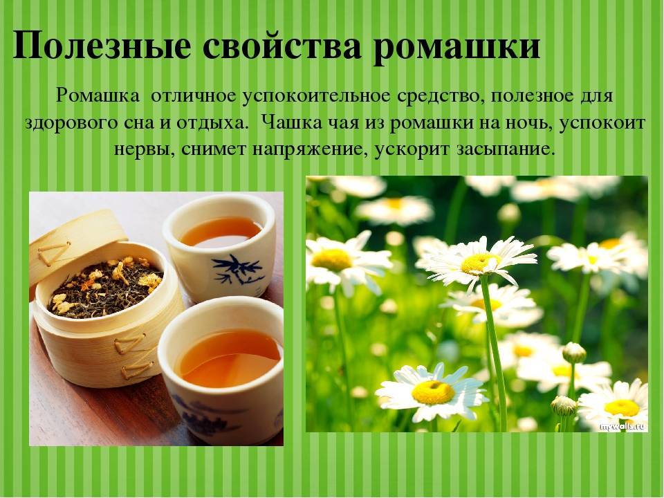11 полезных свойств ромашкового чая для лица, волос и здоровья в целом