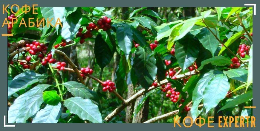 Характеристика парагвайского кофе