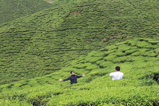 Чайные плантации шри-ланки: как добраться
set travel чайные плантации шри-ланки: как добраться