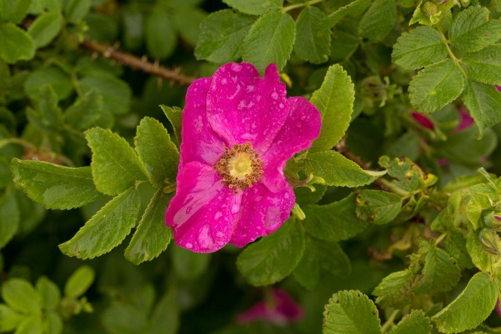 Рецепты приготовления сиропа шиповника на зиму