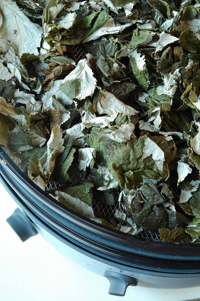 Чай из листьев малины — польза и вред