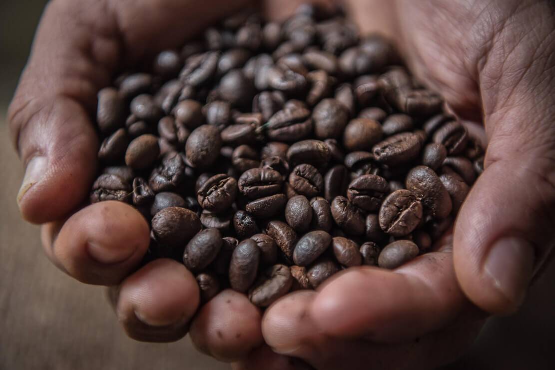 Кофе либерика – область произрастания, промышленное назначение сорта, вкусовые качества