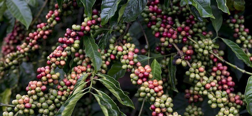 Насколько вредно сочетание кофе и сигарет, мнение медиков