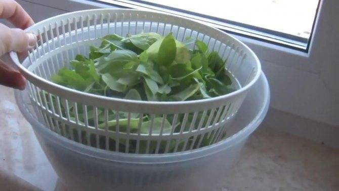 Заготовить базилик на зиму в домашних условиях: рецепты заготовок (с чесноком, в масле и не только), как сушить или замораживать