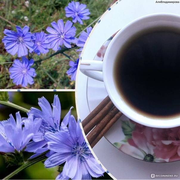 Можно ли заменить кофе цикорием: вред и польза