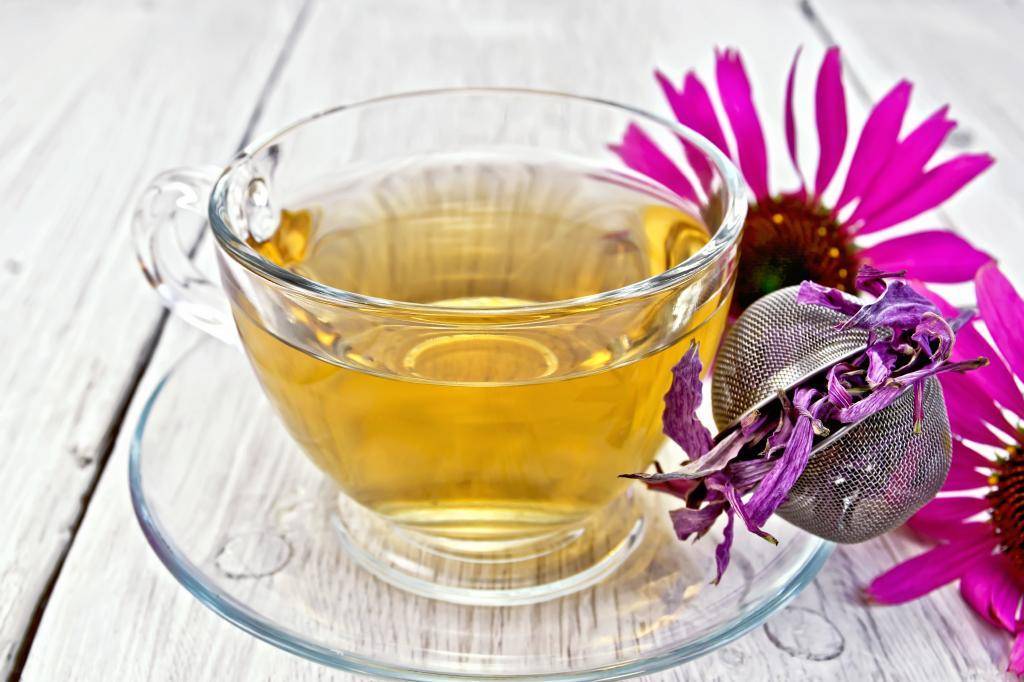 Чай из эхинацеи для поднятия иммунитета и лечения простудных заболеваний
