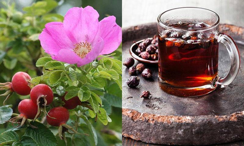 Чай с шиповником — польза и вред, как приготовить, советы