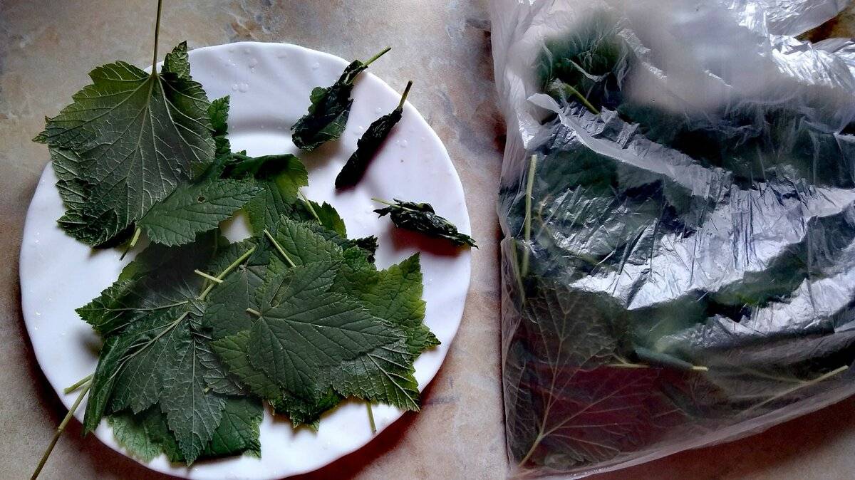 Когда собирать листья смородины для сушки на зиму: как сушить в домашних условиях, правильная заготовка; можно ли замораживать готовый сбор