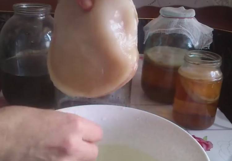 «гриб мной управляет»: владельцы чайного гриба — о ферментации, комбуче и хорошем настроении
