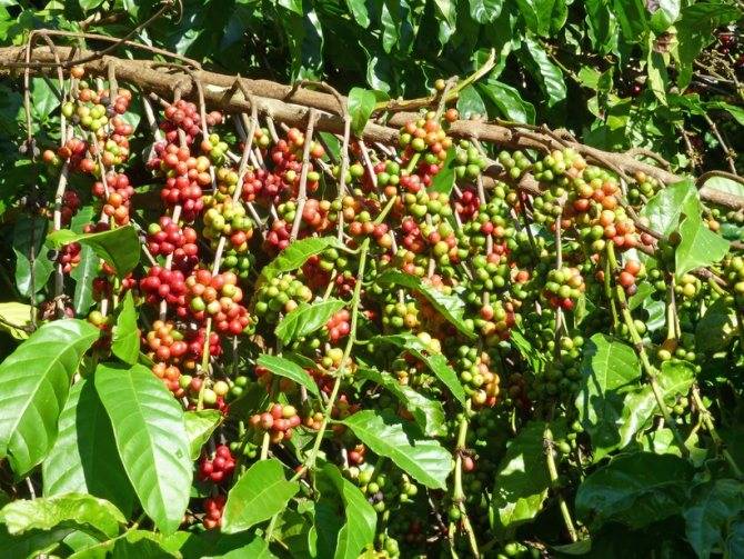 Кофе в зернах: самые популярные сорта, особенности выращивания и вкусовые качества