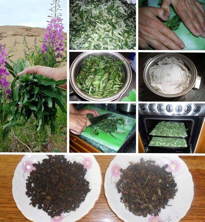 Как сушить иван-чай в домашних условиях с ферментацией способы