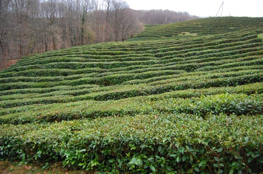 Краснодарский чай выращивают только на трети пригодных для него земель кубани