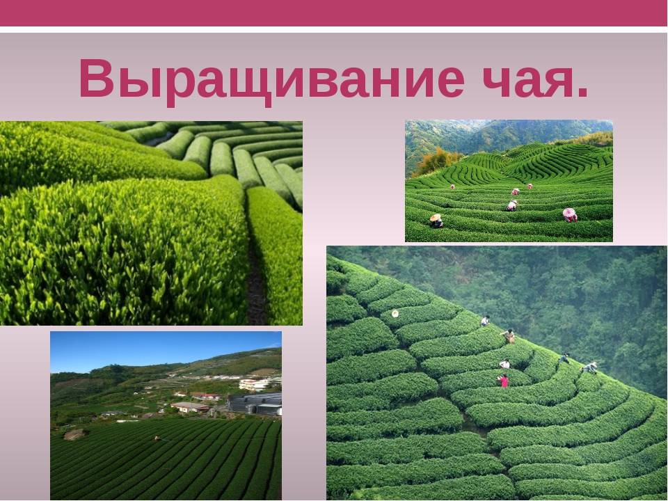 Краснодарский чай: чёрный и зеленый. история и современность