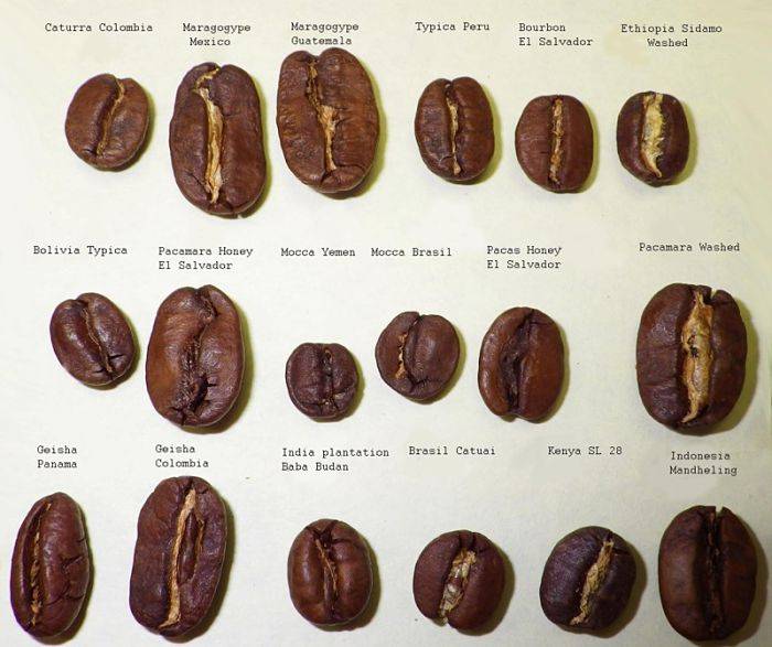 Рейтинг лучших сортов кофе арабика
