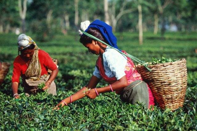 Индийский чай ассам: история, элитные черные сорта, бренды