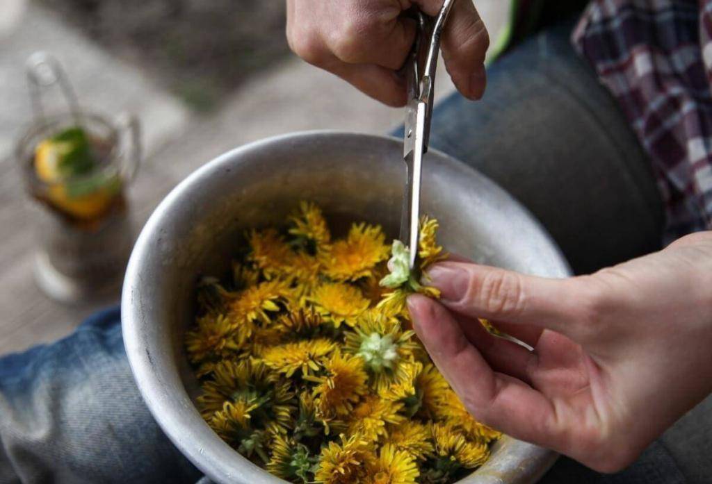 Как приготовить чай из одуванчиков, полезные свойства цветов, листьев и корней, отзывы