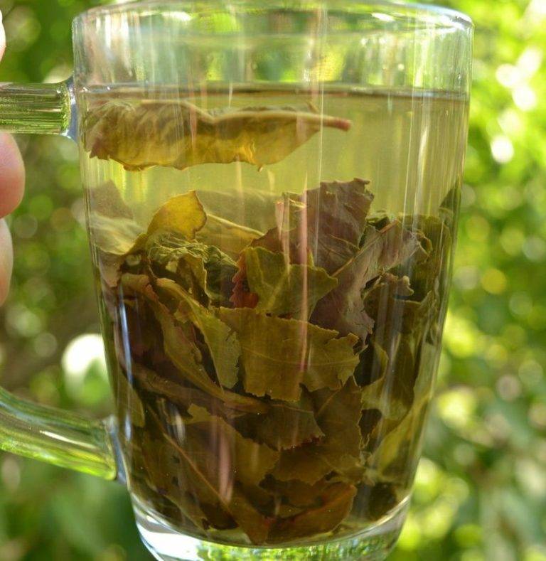 Польза и вред чая из вишневых листьев