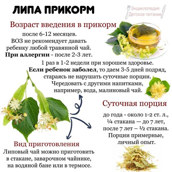 Иван-чай ✔️ польза ✔️ лечебные свойства ✔️ описание ✔️ показания ✔️ применение в медицине