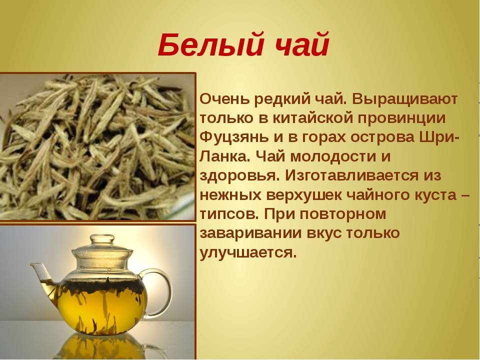 Как правильно заваривать белый чай для пользы организму