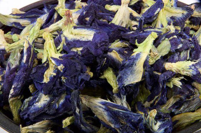5 полезных свойств синего чая анчан из тайланда, а также его вред и противопоказания