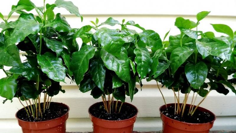 Правила выращивания кофейных деревьев, можно ли это сделать в домашних условиях