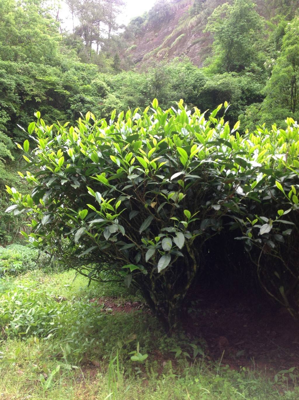 Улун Шуй Цзинь Гуй, или Водяная Золотая Черепаха