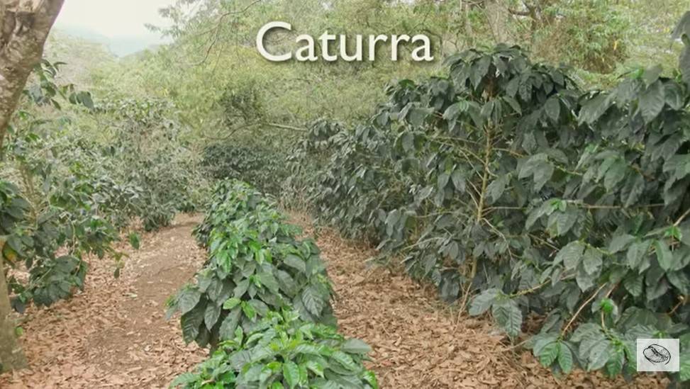 Характеристика сорта арабики Катимор (Catimor)