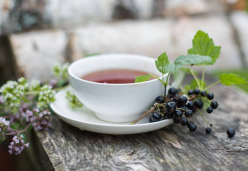 Чай из листьев???? смородины: польза и вред, полезные свойства, противопоказания