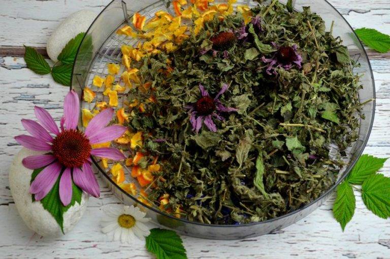 Чай из трав рецепты. какие травы подходят для витаминного, успокаивающего, мочегонного, душистого, вкусного чая, чая для иммунитета и на каждый день?