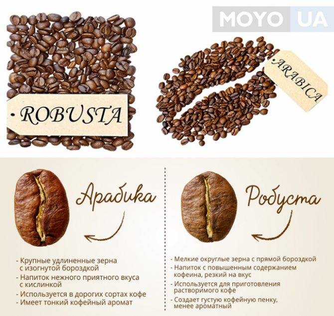 Робуста (Robusta или Coffea canephora)