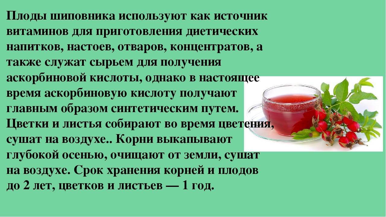 Как пить шиповник. Польза отвара из шиповника. Отвар шиповника польза. Чем полезен шиповник. Как заваривать шиповник.